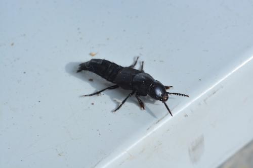 Quedius dilatatus